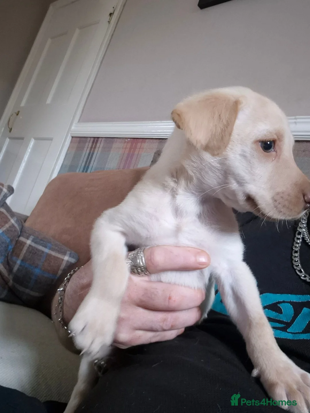 Labrador Retriever dogs for sale: Kc Labrador retriever puppy - Advert 7