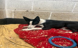 Border Collie dogs for sale: ⭐️6 Month old border Collie puppy⭐️ - Image 2