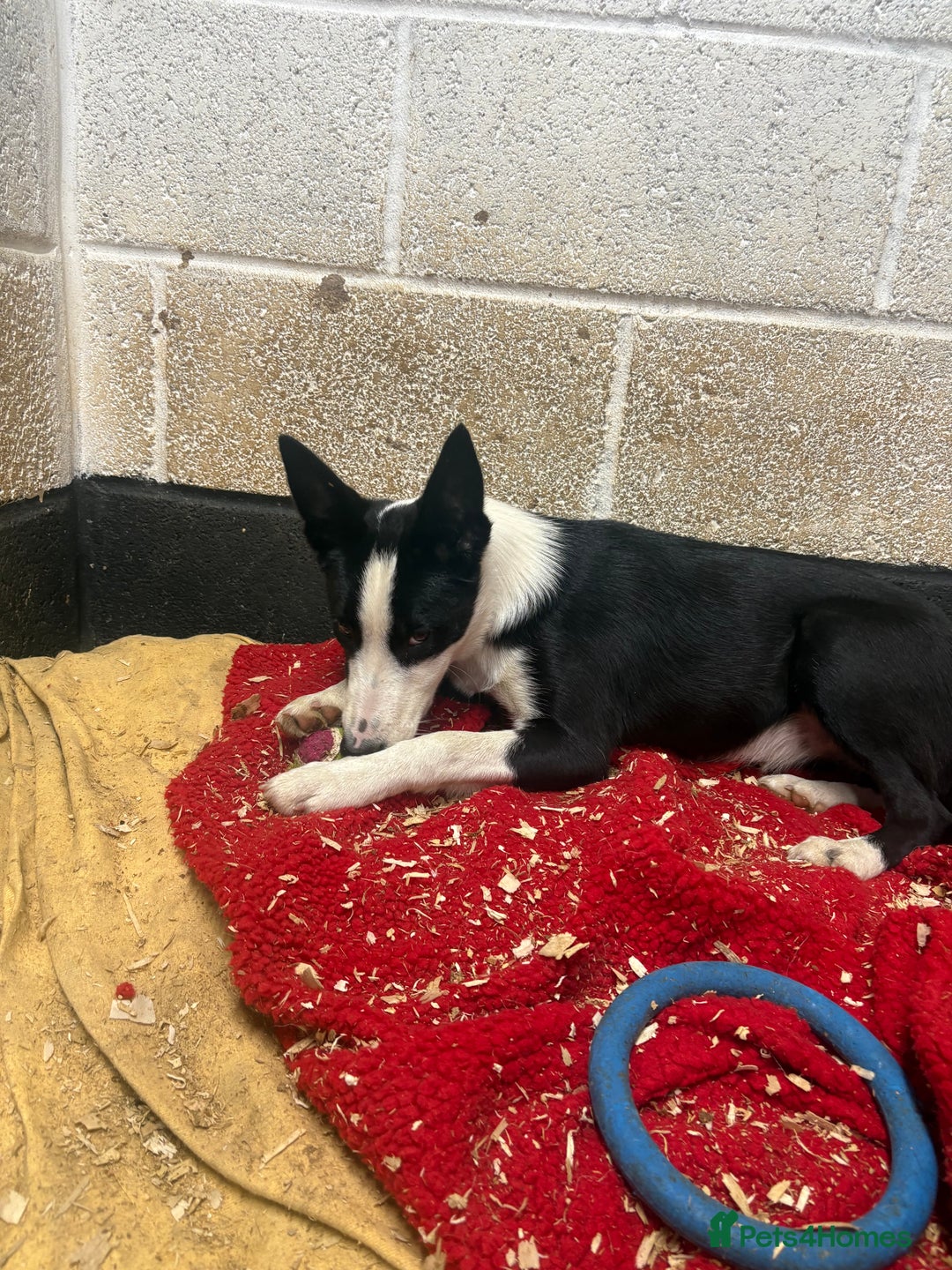 Border Collie dogs for sale: ⭐️6 Month old border Collie puppy⭐️ - Image 2
