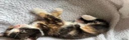 British Shorthair cats for sale: 3 gorgeous kittens  - Advert 5