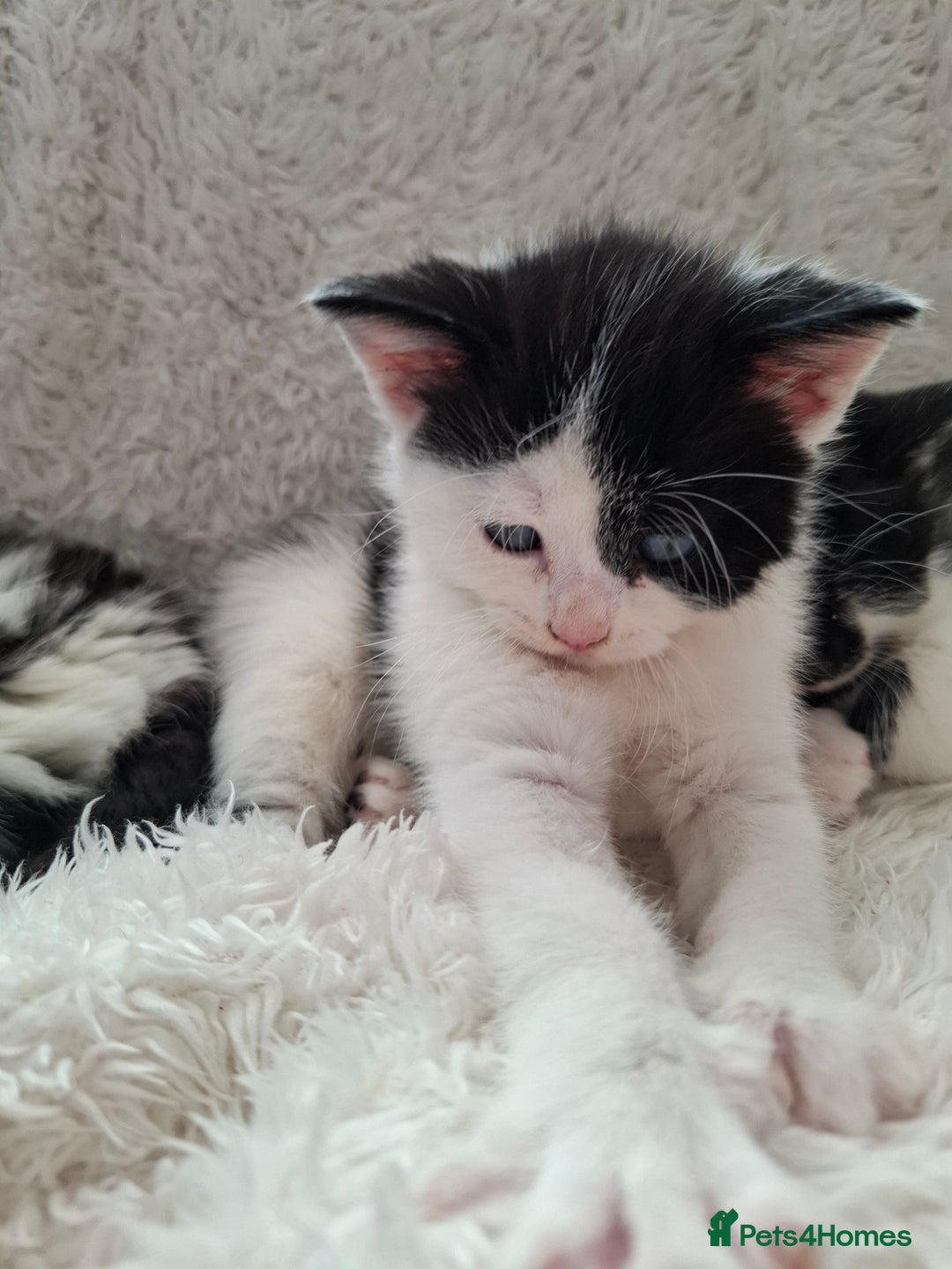 Mixed Breed cats for sale: Tabby/British short hair - Advert 8