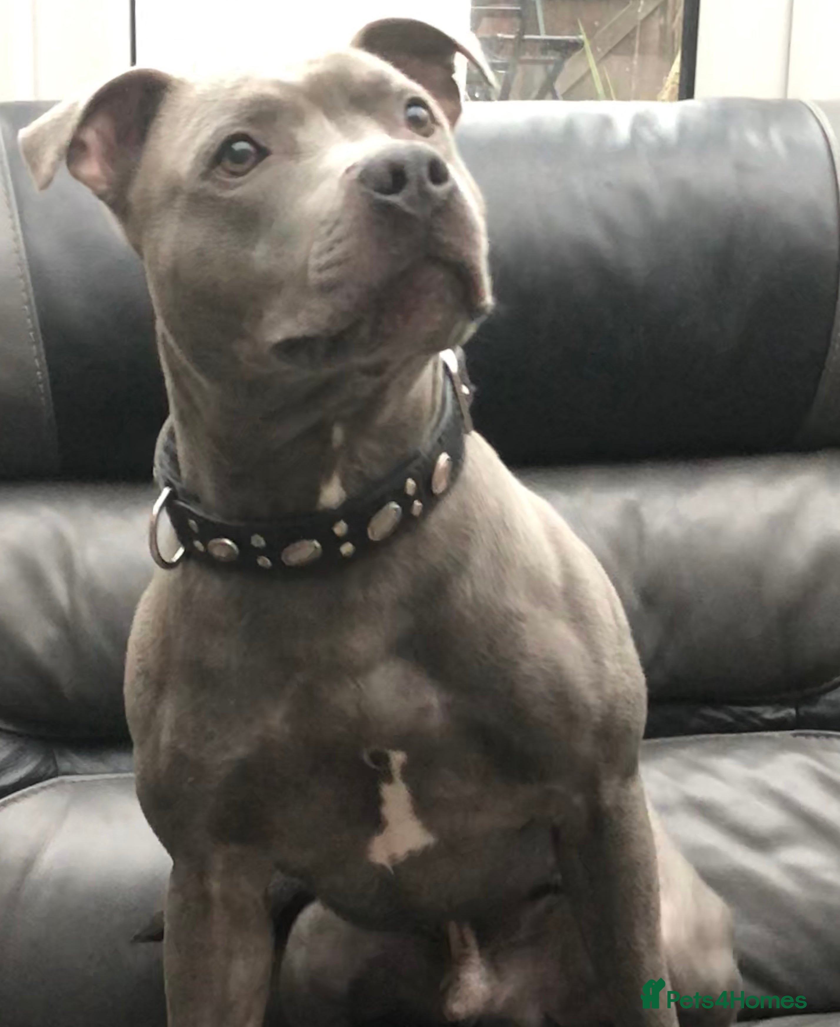 Staffordshire Bull Terrier dogs Blue Siras Blue Staffordshire bull terrier stud  in Stroud - Advert 13