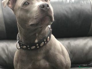 Staffordshire Bull Terrier dogs Blue Siras Blue Staffordshire bull terrier stud in Stroud - Advert 4