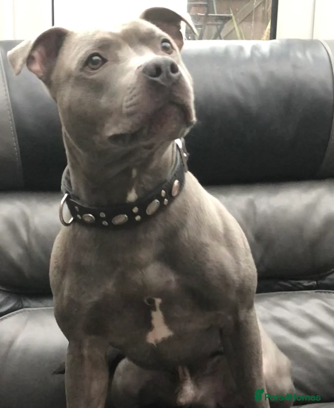 Staffordshire Bull Terrier dogs for stud: Blue Siras Blue Staffordshire bull terrier stud  in Stroud - Advert 1