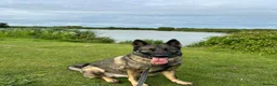German Shepherd dogs for sale: 5yr old German shepherd looking for loving home - Advert 2