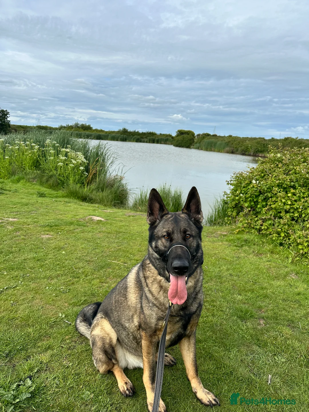 German Shepherd dogs for sale: 5yr old German shepherd looking for loving home - Advert 2