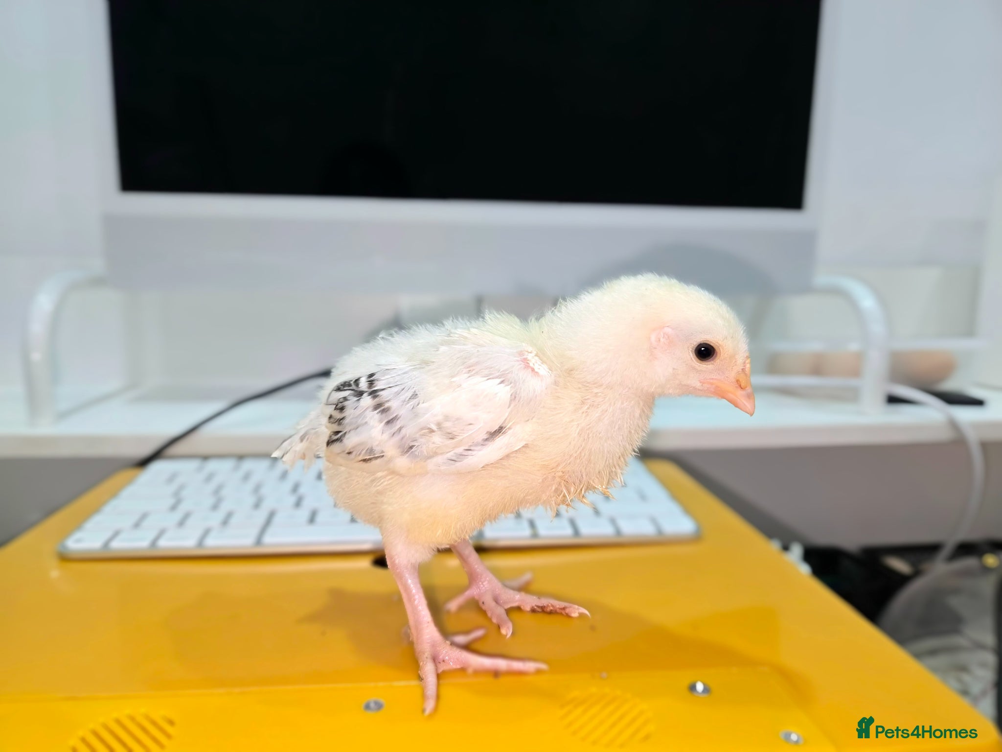 Mixed Breed poultry 🌟 Beautiful Silkie & Polish Eggs & Chicks 🌟 - Advert 2