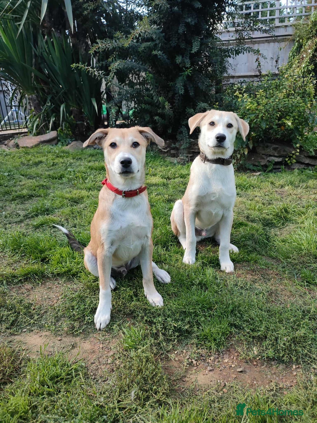 Labrador Retriever dogs for adoption: Lab cross rescue Troy for adoption  - Image 4