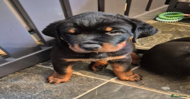 Rottweiler dogs in Great Yarmouth - Advert 12