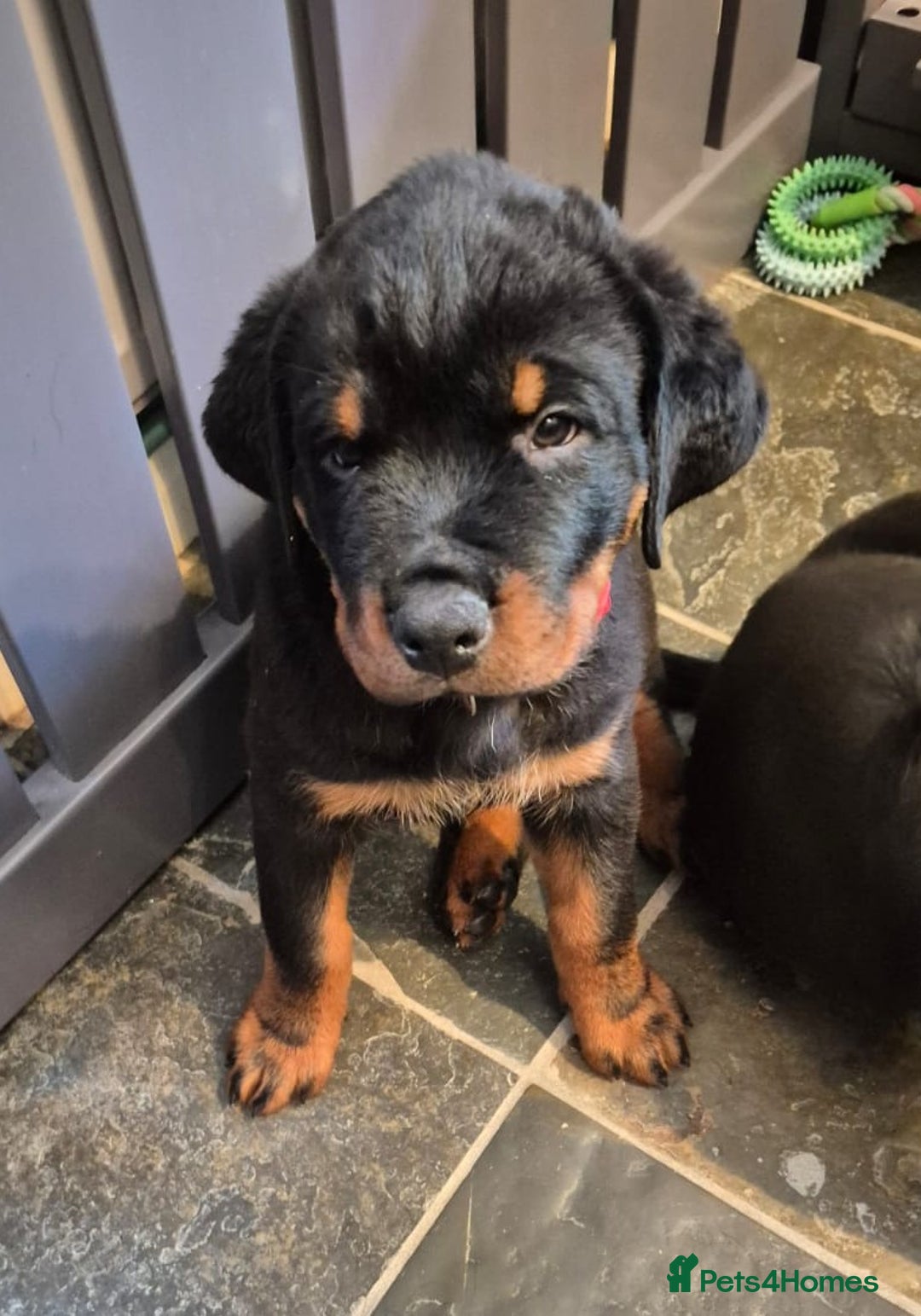 Rottweiler dogs for sale: Rottweiler Puppies in Great Yarmouth - Image 3