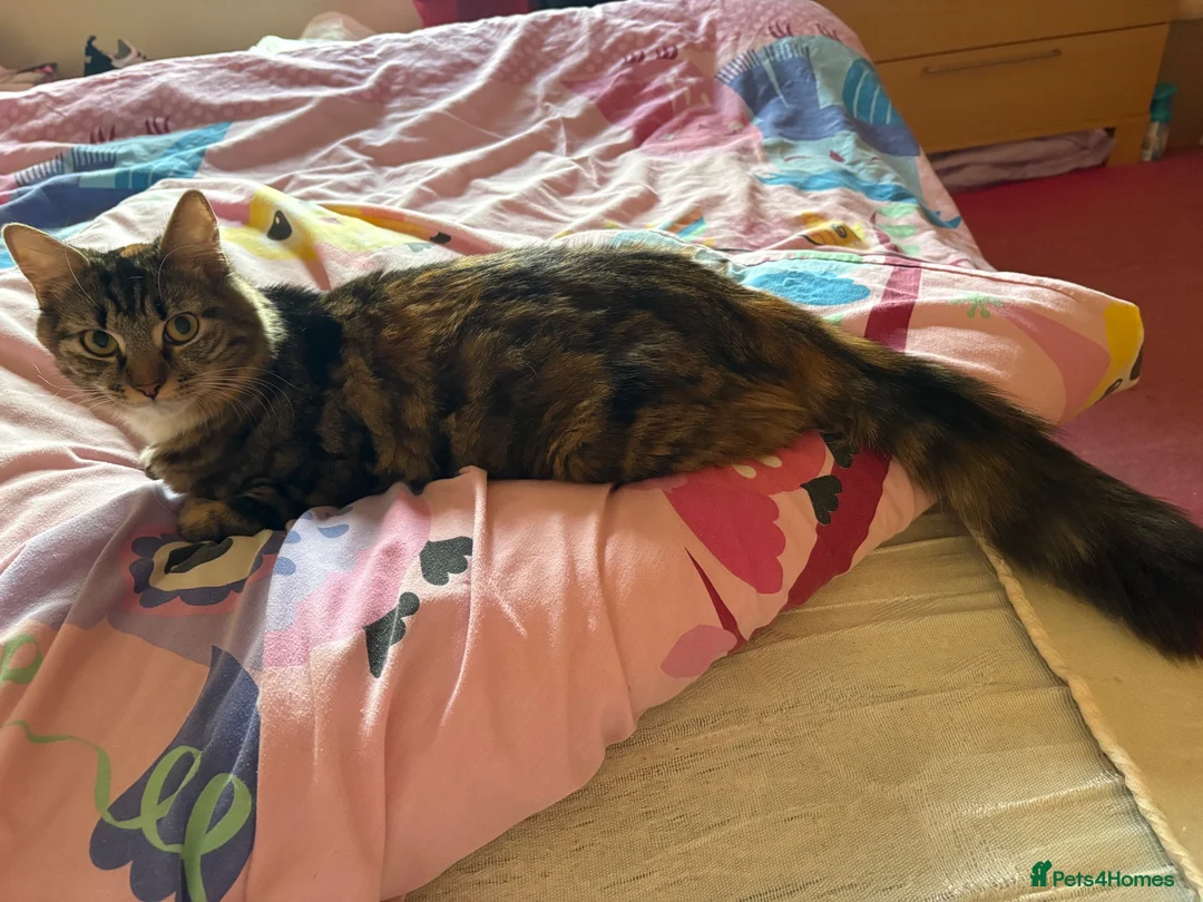 Mixed Breed cats for sale: Longhaired 18month old female cat - Advert 4