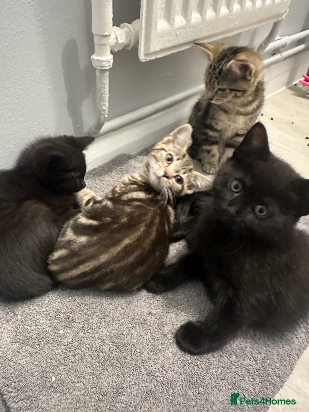 Maine Coon cats for sale: Maine coon cross Kittens 🐱  - Advert 11