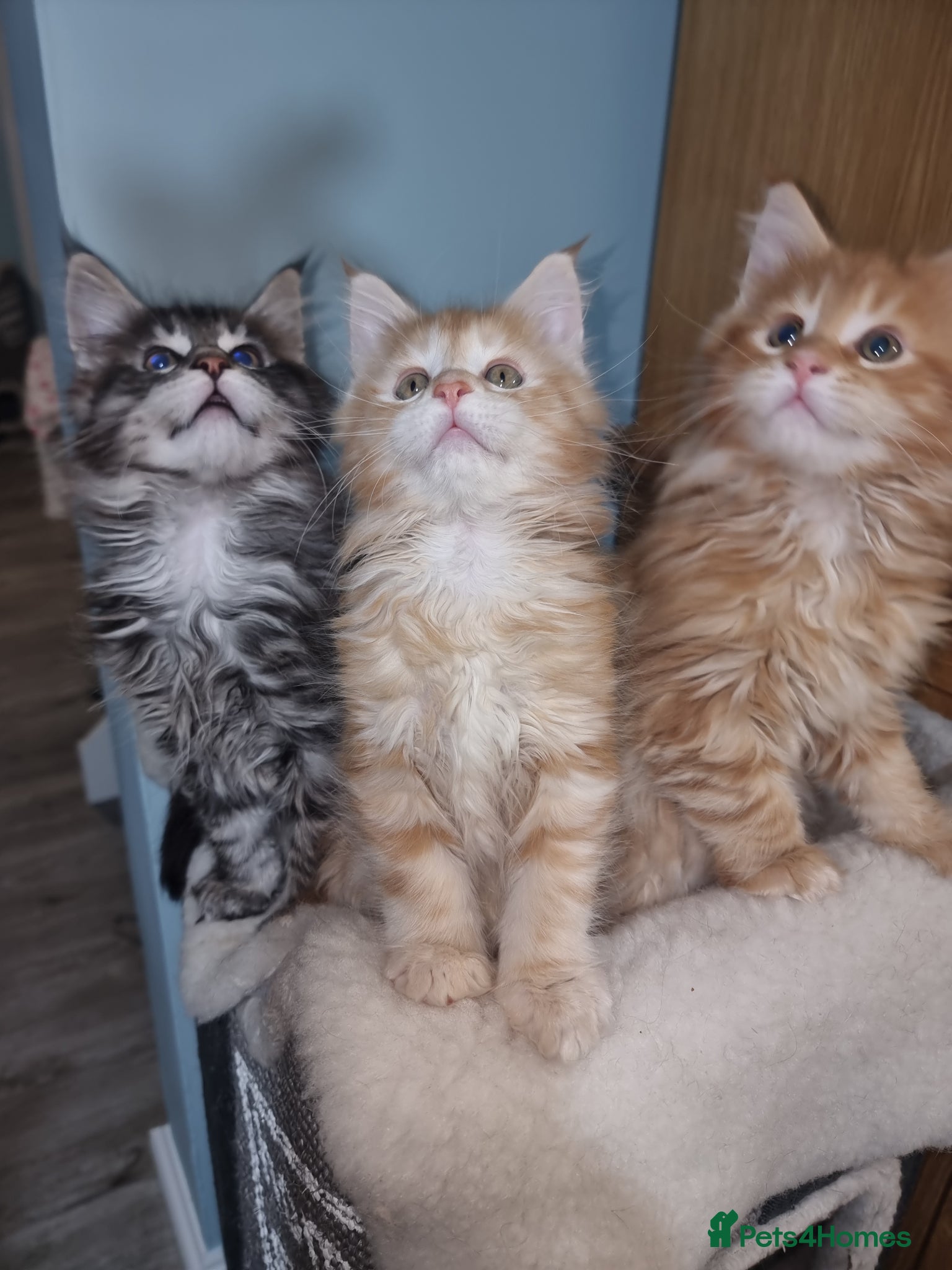 Maine Coon cats for sale: GCCF Registered Pedigree Main Coon Kittens - Advert 1