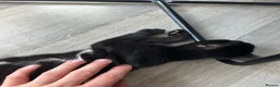 Mixed Breed cats for sale: Black kitty  in Maidstone - Advert 2