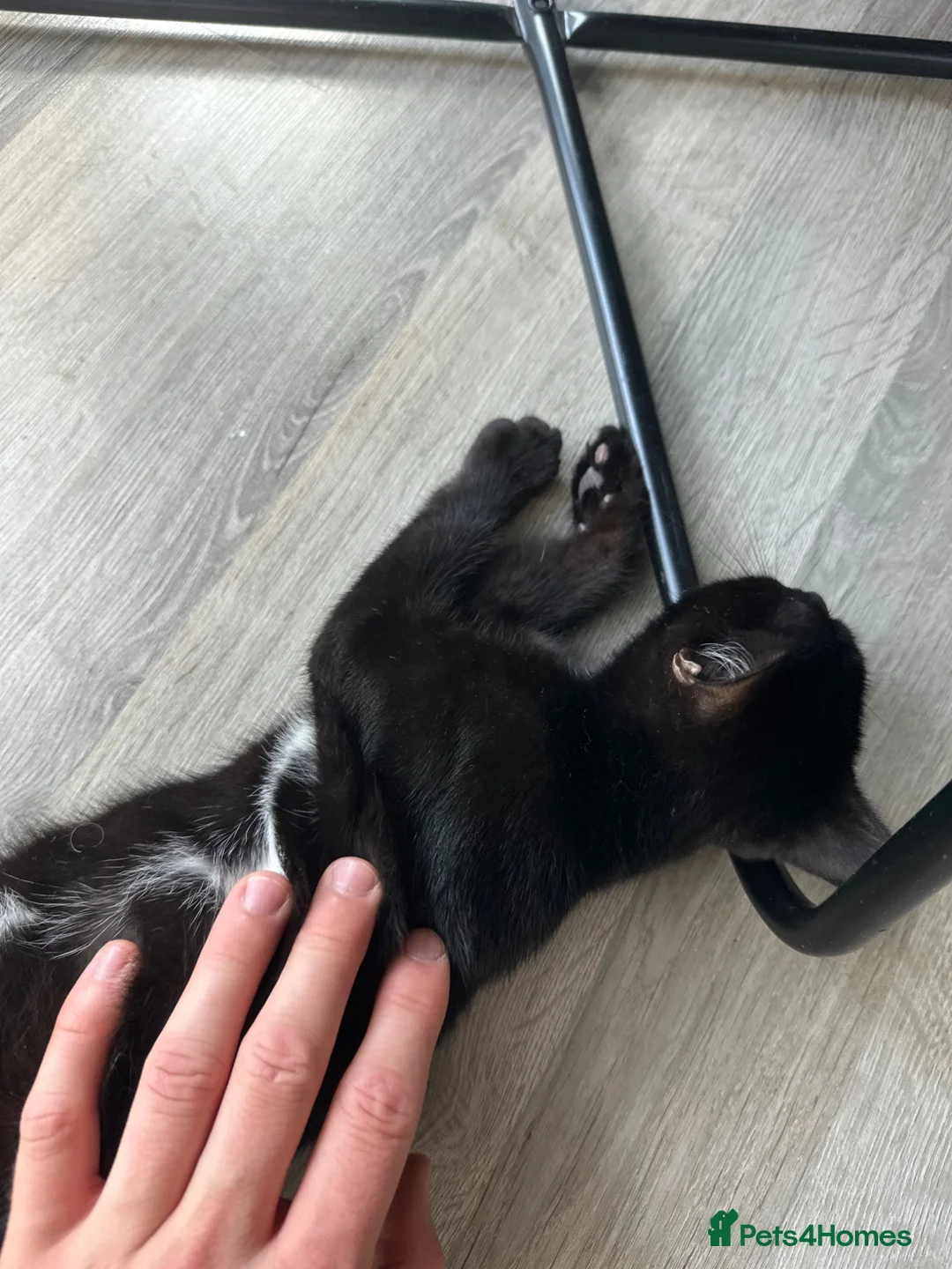 Mixed Breed cats for sale: Black kitty  in Maidstone - Advert 2