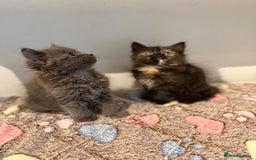 Siberian cats for sale: Full stunning siberian kittens for sale - Image 13
