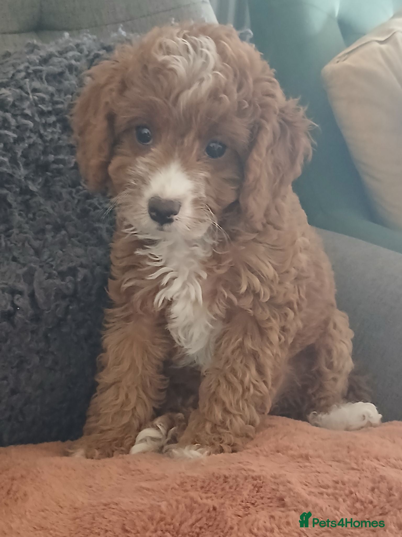 Cavapoo dogs Reduced..2 truly gorgeous boys left! F1B Cavapoo  - Advert 7