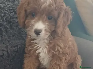 Cavapoo dogs Reduced..2 truly gorgeous boys left! F1B Cavapoo - Advert 7