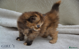 Exotic cats for sale: Stunning Persian Kittens!! - Image 13