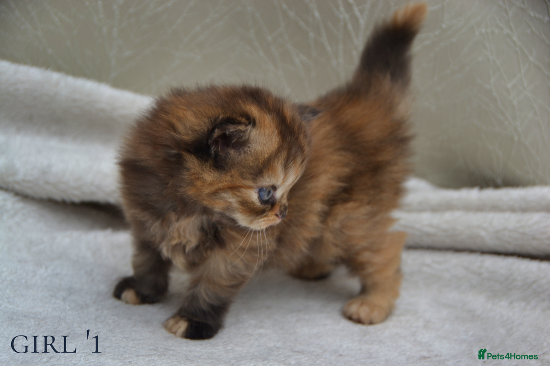 Exotic cats for sale: Stunning Persian Kittens!! - Image 13
