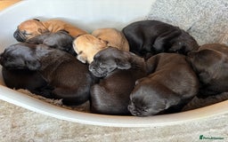 Mixed Breed dogs for sale: Boerboel X Mastiff - Image 1