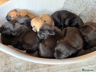 Mixed Breed dogs - Advert 17