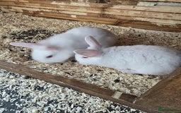 Lionhead rabbits for sale: Lionhead cross new Zealand  - Image 3