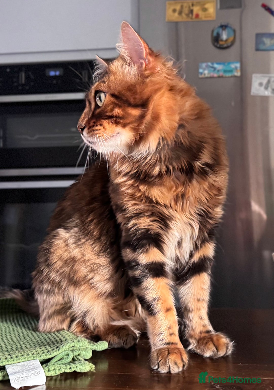 Bengal cats for sale: 💎Cashmere Bengal kittens (Bengal- Longhair) 💎 - Image 18