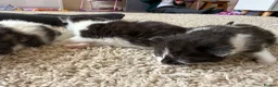 Mixed Breed cats for sale: Male kittens for sale  - Advert 8