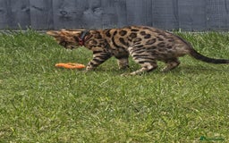 Bengal cats for sale: Bengal Queen - Image 6