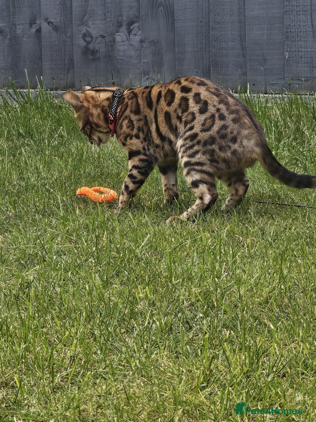 Bengal cats for sale: Bengal Queen - Image 6