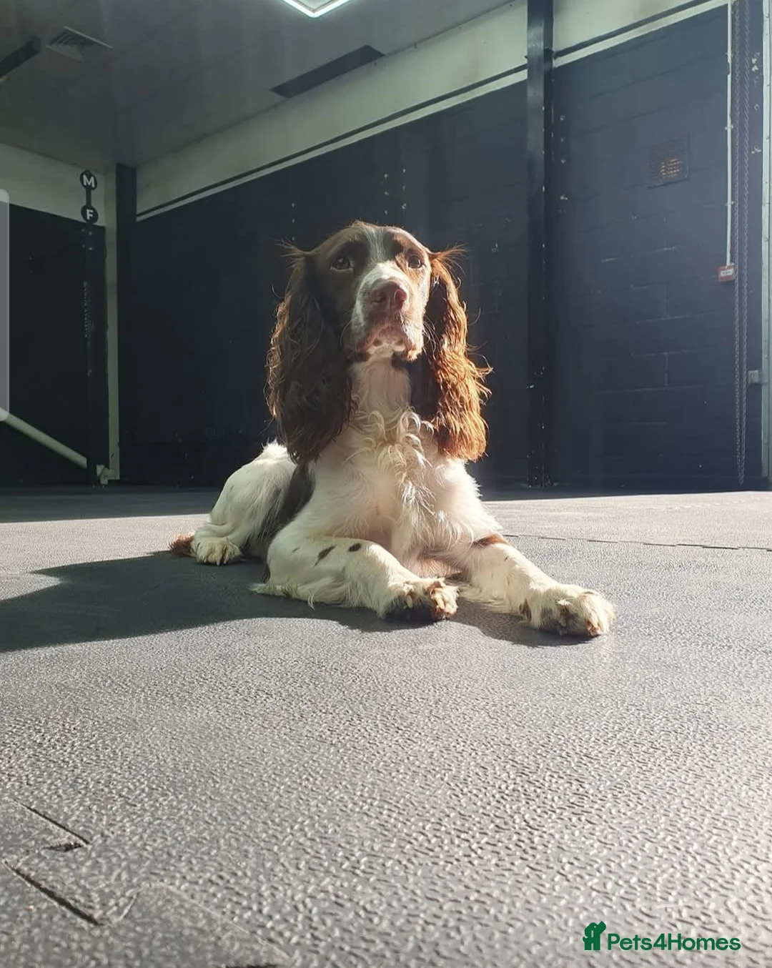 Springador dogs for sale: Springador puppy  - Advert 2