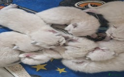 Persian cats for stud: Introducing super stud Snowball  in Leicester - Image 8