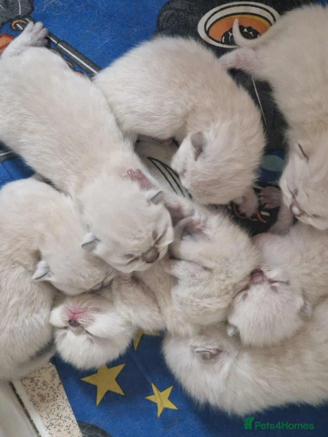 Persian cats for stud: Introducing super stud Snowball  in Leicester - Image 8