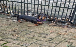 Miniature Dachshund dogs for sale: Two miniature dachshunds. Sister and brother  - Image 4