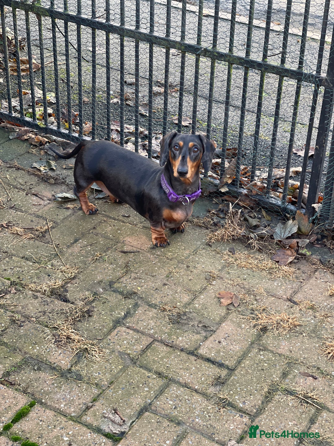Miniature Dachshund dogs for sale: Two miniature dachshunds. Sister and brother  - Image 4