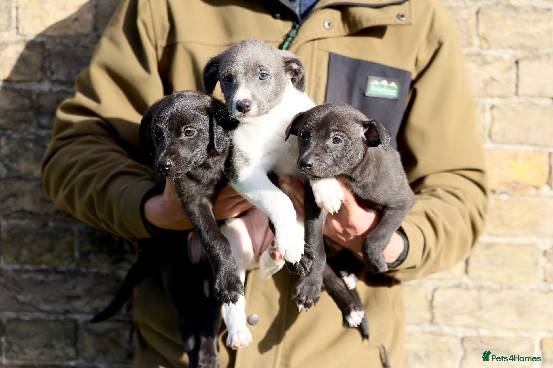 Mixed Breed dogs 🐾 Whippet × Lurcher Puppies 🐾 - Advert 1