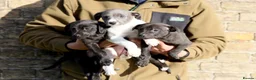 Mixed Breed dogs for sale: 🐾 Whippet × Lurcher Puppies 🐾 - Advert 1