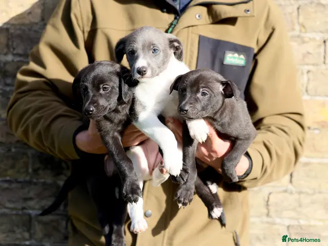Mixed Breed dogs 🐾 Whippet × Lurcher Puppies 🐾 - Advert 15