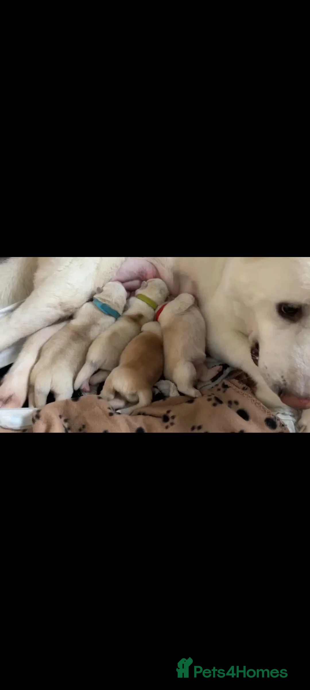 Siberian Husky dogs for stud: White Husky Proven Stud in Birmingham - Advert 4