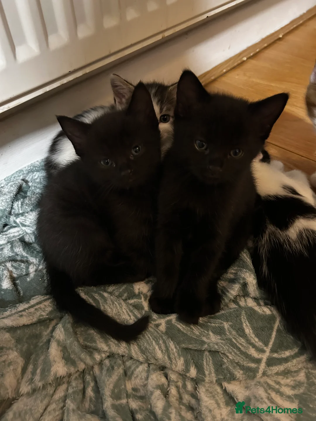 Mixed Breed cats for sale: 2 beautiful kittens for sale £120 each  - Advert 2