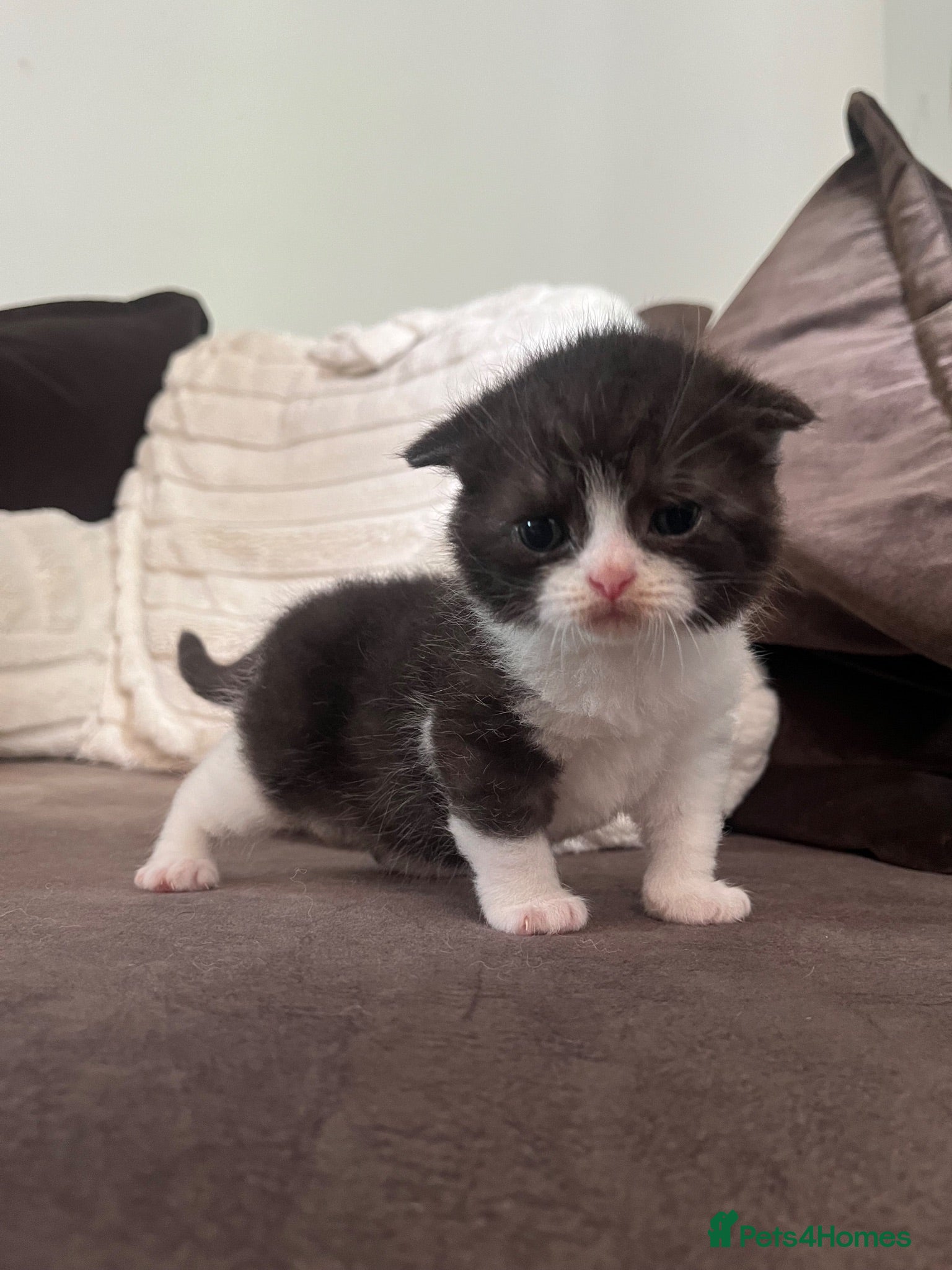 Scottish Fold cats Stunning Scottish, highest quality & TICA reg - Advert 2