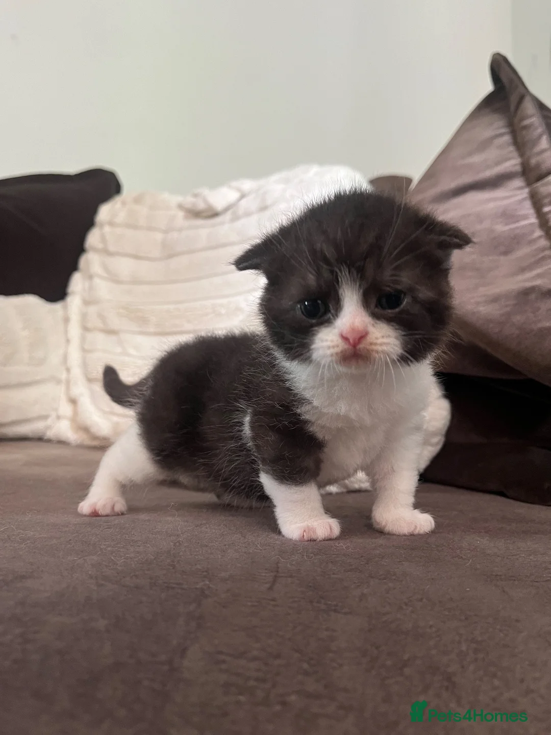 Scottish Fold cats for sale: Stunning Scottish, highest quality & TICA reg - Advert 2