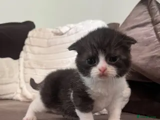 Scottish Fold cats Stunning Scottish, highest quality & TICA reg - Advert 17