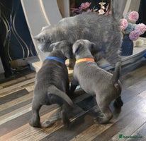 Staffordshire Bull Terrier dogs - Advert 2