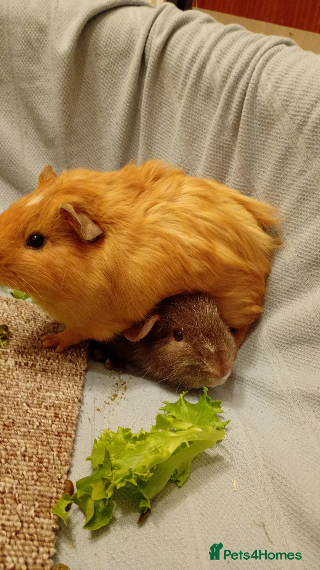 Guinea Pig rodents for sale: Beautiful ginger female guinea pig  in Yeovil - Advert 1