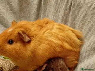 Guinea Pig rodents Beautiful ginger female guinea pig - Advert 1