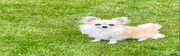 Chihuahua dogs for sale: CHIHUAHUA LONG COAT SABLE & WHITE - Advert 2