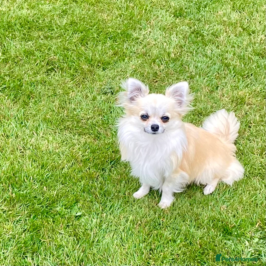 Chihuahua dogs for sale: CHIHUAHUA LONG COAT SABLE & WHITE - Advert 2