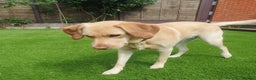 Labrador Retriever dogs for sale: Beautiful Tia Seeking Her Forever Home 💛 - Advert 4